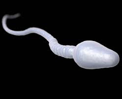 sperm